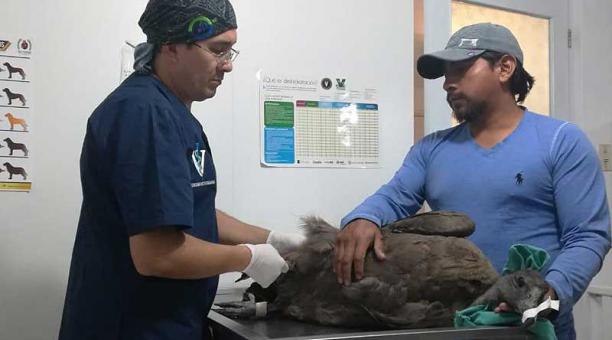 El animal todavía no respira con normalidad. Foto: cortesía Diego Medina / Hospital Planeta Vida