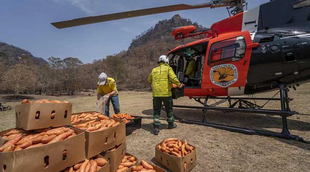 El gobierno de Nueva Gales del Sur ha desplegado helicópteros para lanzar más de dos toneladas de zanahorias y boniatos en diferentes puntos donde habita el ualabí. Foto: EFE