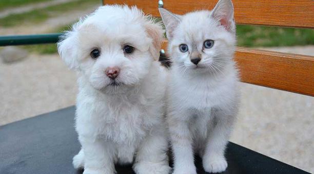 Los perros y gatos pueden ser vacunados contra la rabia a partir de los tres meses. Foto: Pixabay