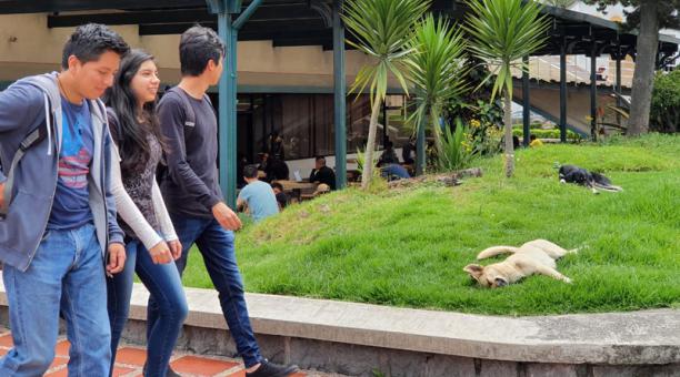 Los animalitos pueden verse retozando en los espacios verdes de la Politécnica. Allí los atienden. Foto: Ana Guerrero / ÚN