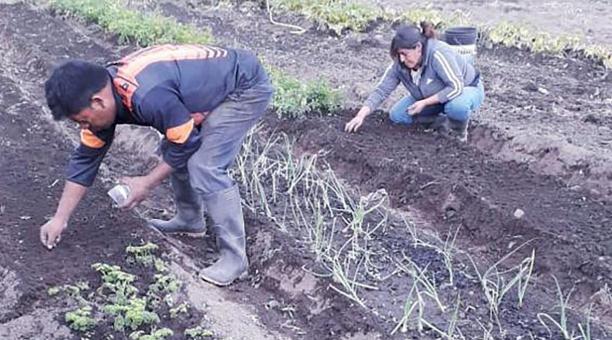 Agricultores del cantón Pedro Moncayo mantienen su ritmo de trabajo para surtir
