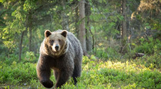 Imagen referencial. En el norte de Italia, en las montañas de las Dolomitas, se reportó el ataque de un oso a dos personas. Foto de la cuenta Twitter @WRadioColombia