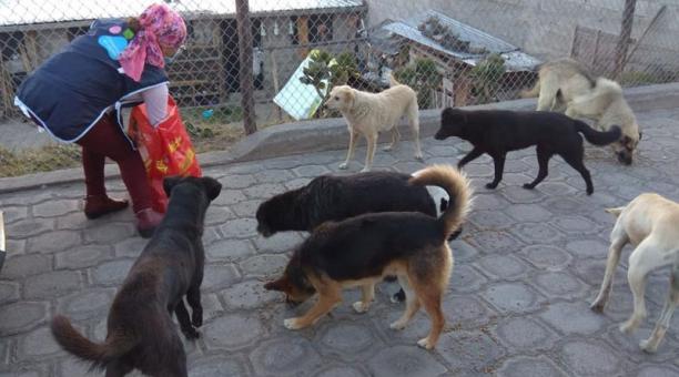 Vecinos y autoridades de instituciones como el Municipio y la Policía alimentan a los perritos. También se procura esterilizarlos. Fotos: cortesía Carapungo en Acción