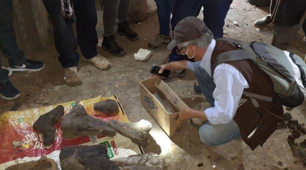 Los restos fósiles de un mastodonte encontrados por mineros se ven dentro de una mina de oro en Risaralda, Colombia. Foto: Reuters
