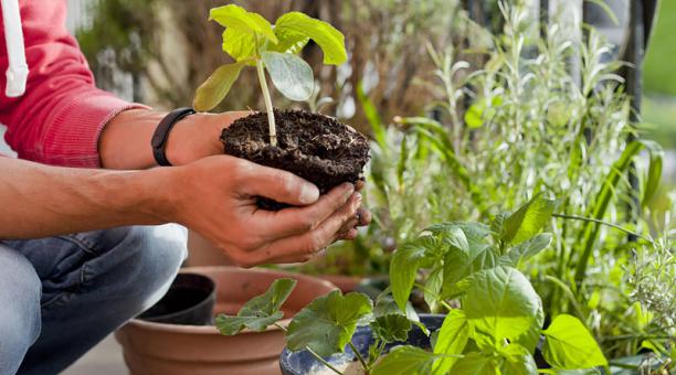 Maquinilla de afeitar Monet champú Ideas de plantas para la siembra | Últimas Noticias