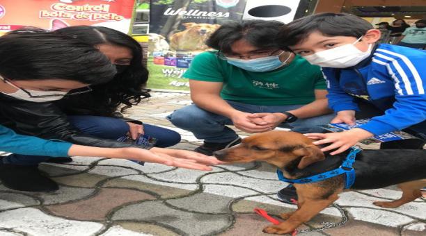 Quito amplía sus espacios de adopción de mascotas. Foto cortesía el Comisariato de las Mascotas.