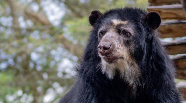 Suro fue protagonista en el trabajo de conservación de osos andinos a nivel nacional. Foto: Facebook Fundación Zoológica del Ecuador