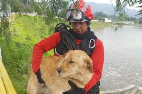 El perro fue rescatado con vida tras caer junto a su dueño en el tanque de Guangopolo. Foto: Cortesía