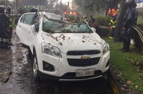 Árbol cayó sobre un auto en la Av Amazonas  entre la Eloy Alfaro y Orellana por las fuertes lluvias. Foto: Eduardo Terán / ÚN