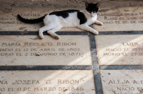 Un gato en el cementerio de Santa Cruz de Mompox, departamento de Bolívar, Colombia. Foto: AFP
