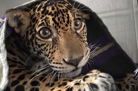 La jaguar tenía 18 perdigones en su cuerpo cuando fue encontrada, en 2015. Foto: Instituto Tueri / EFE