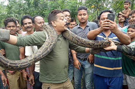 La serpiente se enrolló en el cuello y el hombre tuvo que batirse para deshacer ese abrazo que podría ser mortal. Foto: AFP