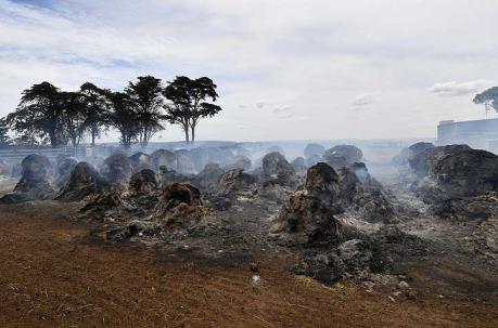 Los incendios en Australia han arrasado una superficie de más de 8 millones de hectáreas. Foto: EFE
