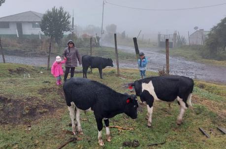 Vacas y otros animales grandes están siendo cuidados en una hacienda.