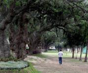 La Secretaría de Ambiente del DM de Quito invita a postular  al árbol patrimonial. Todos a participar en este concurso.