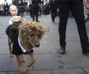 Un perro fue disfrazado de Donald Trump en Londres, durante la ceremonia de investidura como nuevo presidente estadounidense. Foto: EFE