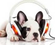 La emisora alemana Hallo Hasso suena música pensada especialmente para tranquilizar a los perros y que no se sientan solos en casa. Foto: Captura de pantalla