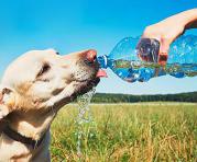 Los perros y gatos deben tener agua fresca disponible en todo momento. Foto:  Ingimage