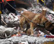 Un perro participa en la búsqueda de sobrevivientes en la Ciudad de México el 21 de septiembre de 2017. Foto: AFP