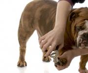 El corte de uñas es parte de la rutina de higiene que deben mantener las mascotas. Foto: Ingimage