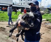 44 canes del albergue fueron rescatados por la Unidad de Bienestar Animal. Foto: cortesía unidad de bienestar animal
