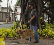 Dejar que su mascota pasee sin collar y sin traílla en el espacio público tiene una sanción. Foto: archivo/ÚN