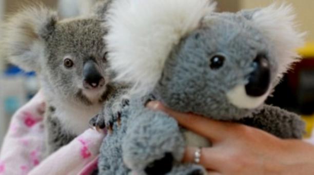 Koala video captura
